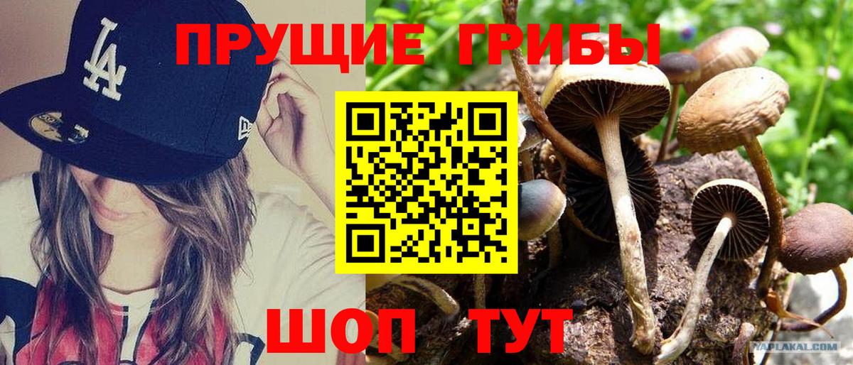 Псилоцибиновые грибы мицелий Семёнов